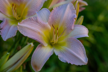Blooming pink lily on a green background on a summer sunny day macro photography. Garden lillies with bright pink petals in summer, close-up photography.	
