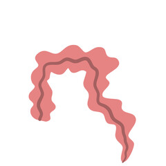 Large Intestine Illustration