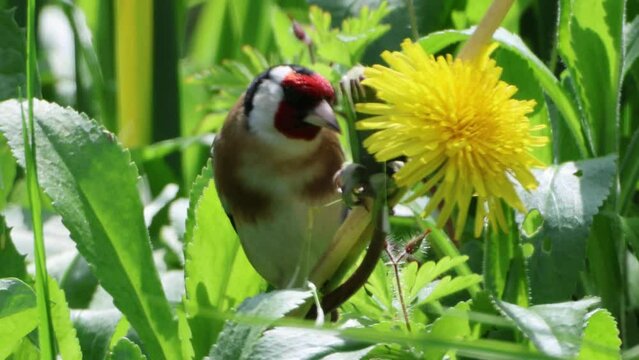 A European goldfinch, Carduelis carduelis, feeds on Dandelion seeds in a UK garden