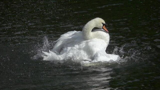 Slow motion (x10) Mute Swan (Cygnus olor) splashing and cleaning its plumage in the River Medway, Maidstone. Kent, UK. September.