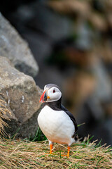 The Atlantic puffin, also known as the common puffin, is a species of seabird in the auk family. It is the only puffin native to the Atlantic Ocean. This puffin is in Iceland.