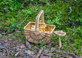 wicker basket with yellow chanterelles, autumn harvest