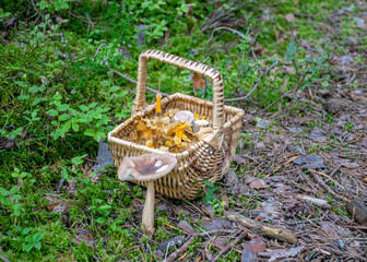 wicker basket with yellow chanterelles, autumn harvest