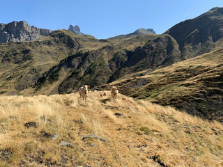 cows grazing in a dry meadow in the french pyrenees