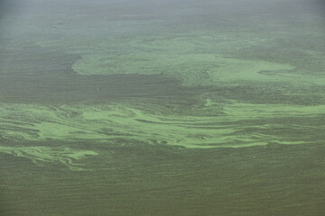 Algen im Mittellandkanal