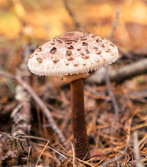 Mushrooms umbrellas grow in the autumn forest. Close-up