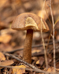 Mushrooms boletus grow in the autumn forest. Close-up