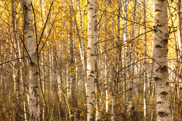 Young birch forest in autumn. Nature