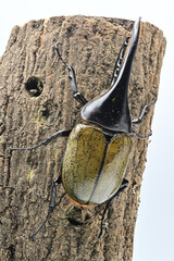 ヘラクレスオオカブト
