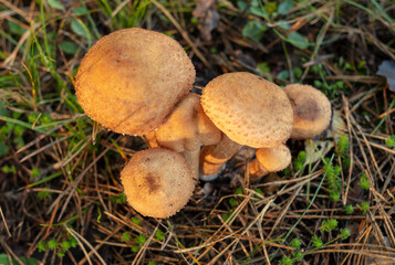 Honey mushrooms grow in the autumn forest. Close-up