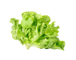 fresh green lettuce leaves transparent png