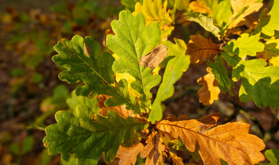 Autumn oak leaves in the park. Nature.