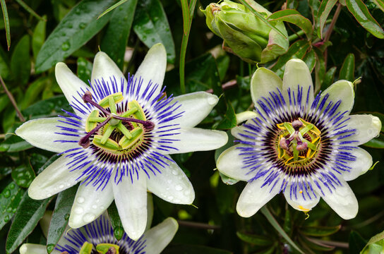 flor de passiflora incarnata a color con tonos morados, blanco, verde previo a tener su fruto el maracuy&aacute;.