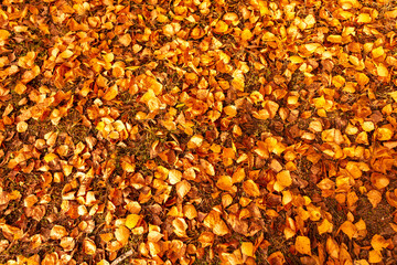 Leaves lying on the ground in the autumn forest. Background
