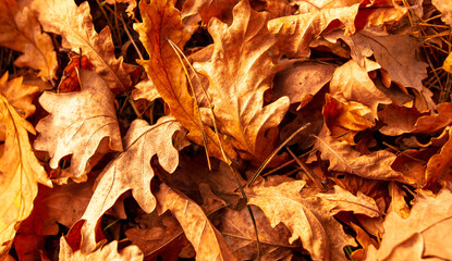 Leaves lying on the ground in the autumn forest. Background