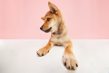 Charming Shiba inu puppy with cute face posing over pastel pink studio background. Wide angle. Clever dog face