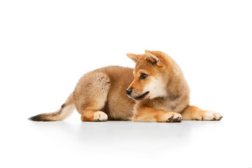 Side view of one little dog, cute beautiful Shiba Inu puppy posing isolated over white background. Pet looks healthy, well groomed and happy.