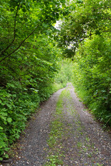 Weg durch den grünen Wald