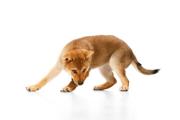Playful, friendly, determined Shiba Inu dog having fun over white studio background. Puppy looks healthy and happy. Concept of animal care