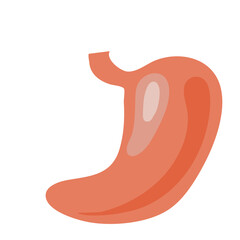Illustration of Stomach Internal Organs