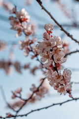 Bellissimo primo piano di rami di un albero da frutto in fiore