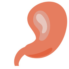 Illustration of Stomach Internal Organs