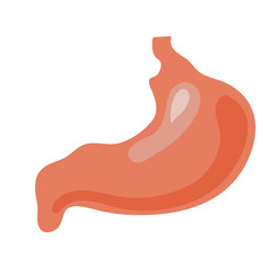 Illustration of Stomach Internal Organs