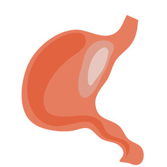 Illustration of Stomach Internal Organs
