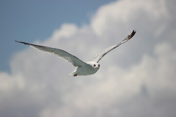 a white seagull flying in the air