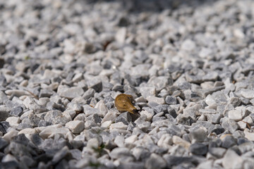 slug on the rocks macro