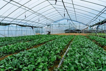 Green vegetables cultivat in a greenhouse. Pak choi (British English) or Bok Choy (American English) is a type of cabbage that originated in China.
