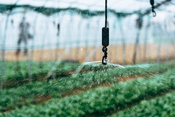 Sprinkler irrigation system in a greenhouse. Sprinkler hanging upside down in greenhouses are...
