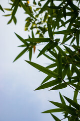 Green Bamboo Branch with Leaf and Flower in Natural Growth