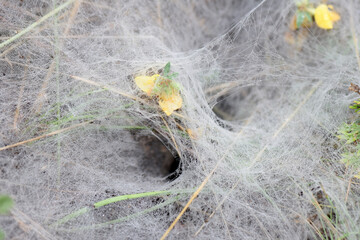 The nest of spider, spatial web. Spider is hidden in the hole and waits for the prey to stick. Hole spider web.