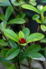 Close-up of the red flowers and green leaves of the Ixora chinensis plant in the yard