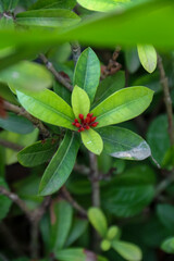 Close-up of the red flowers and green leaves of the Ixora chinensis plant in the yard