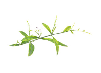 Fresh of Andrographis paniculata plant on transparent png