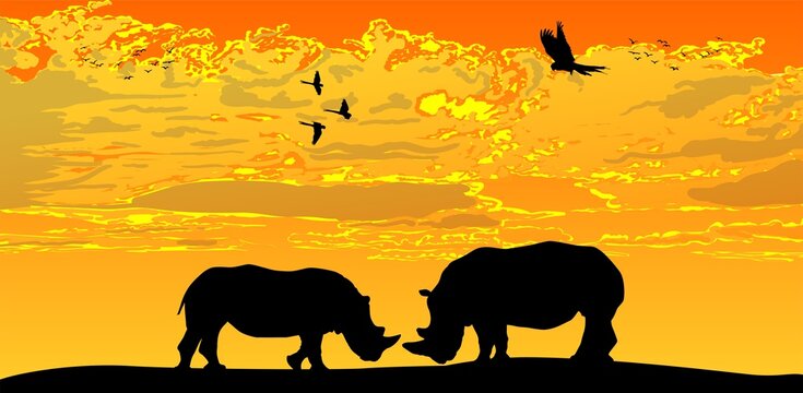 rinocerontes, vector, silueta, animal, atardecer, enamorados, ilustracion