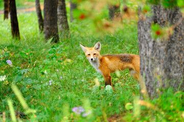 Naklejka na ściany i meble Red Fox in Forest Mountains Wild Animal Wary and Alert