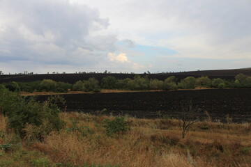 A field with trees and bushes