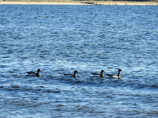 A small flock of brant geese swimming in the bay waters of the Sandy Hook Gateway National Recreation Area, Monmouth County, New Jersey.