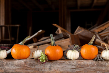 Row of many ripe orange white pumpkins decor wooden beam desk pumpkin farm yard barn fall harvest...