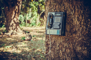 old pay phone in a tree