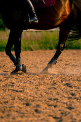 Close-up of a black horse's hooves during a horseback ride on the sand the concept of love for...