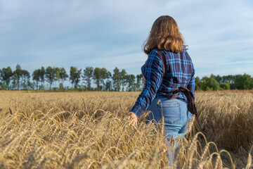 Naklejka na ściany i meble Rear view of cheerful brown haired plus size caucasian woman in blue checkered shirt walking on agricultural field and touching ripe ears of wheat during golden hour in a summer day. Agronomy theme.
