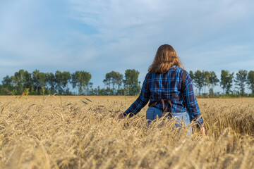 Naklejka na ściany i meble Rear view of cheerful brown haired plus size caucasian woman in blue checkered shirt walking on agricultural field and touching ripe ears of wheat during golden hour in a summer day. Agronomy theme.