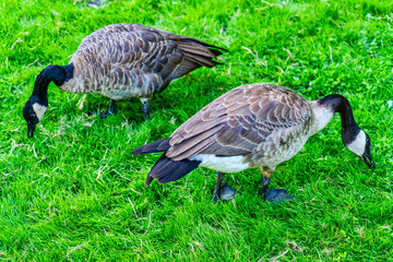 Geese Eating Grass
