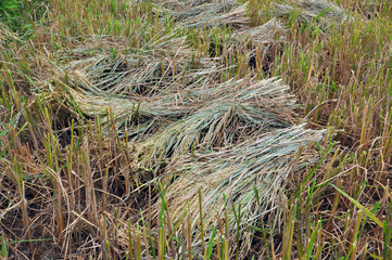 Fototapeta premium grass in the field