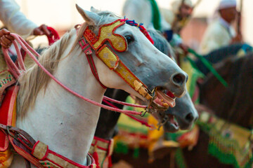 Equestrians participating in a traditional fancy dress event named Tbourida in Arabic dressed in a traditional Moroccan outfit and accessories of the knights