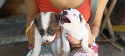 Jack russell terrier puppies, Montenegro